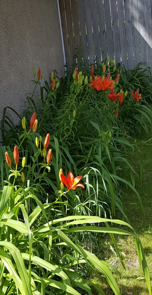 wp-1465229184207 image