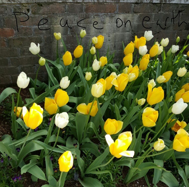 wp-1465851577211 image